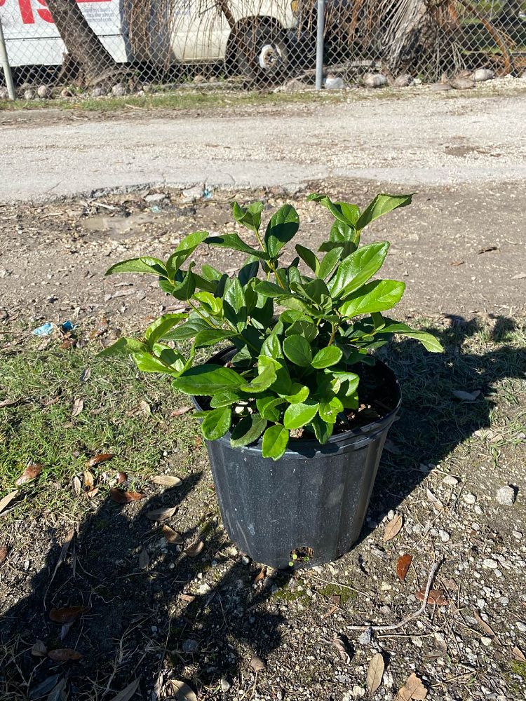 viburnum-suspensum-sandankwa-viburnum