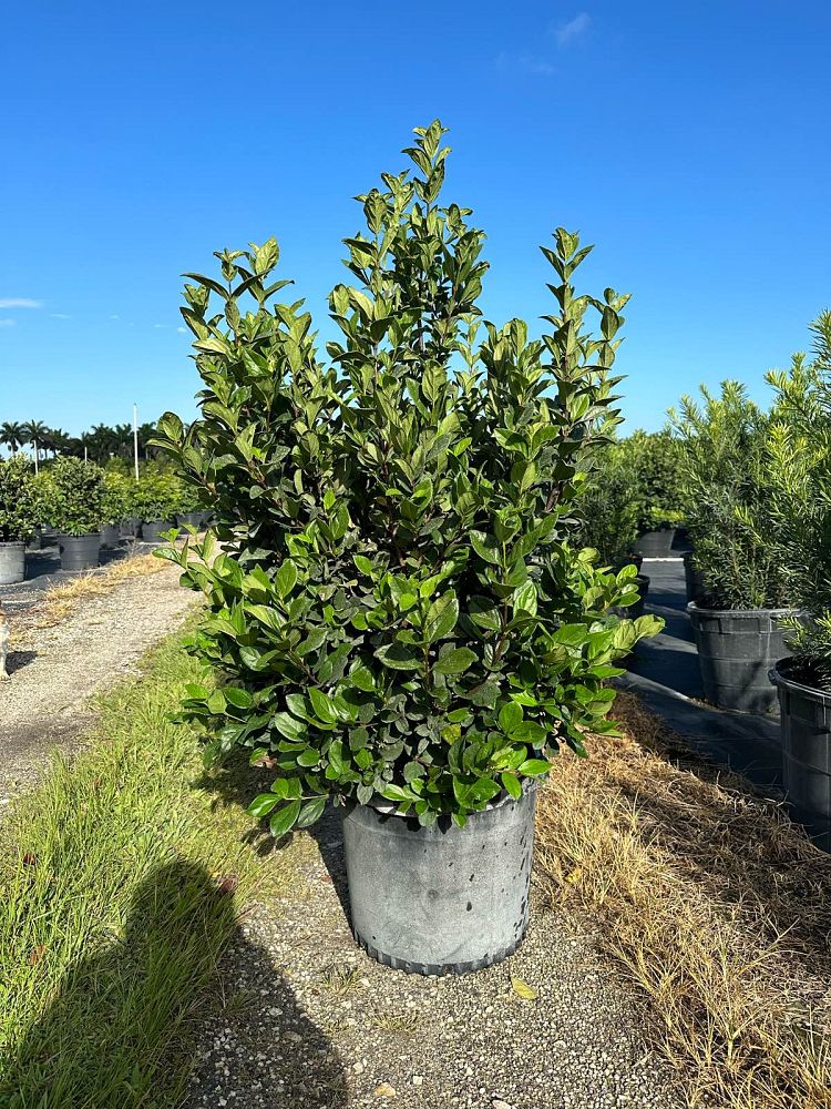 viburnum-suspensum-sandankwa-viburnum