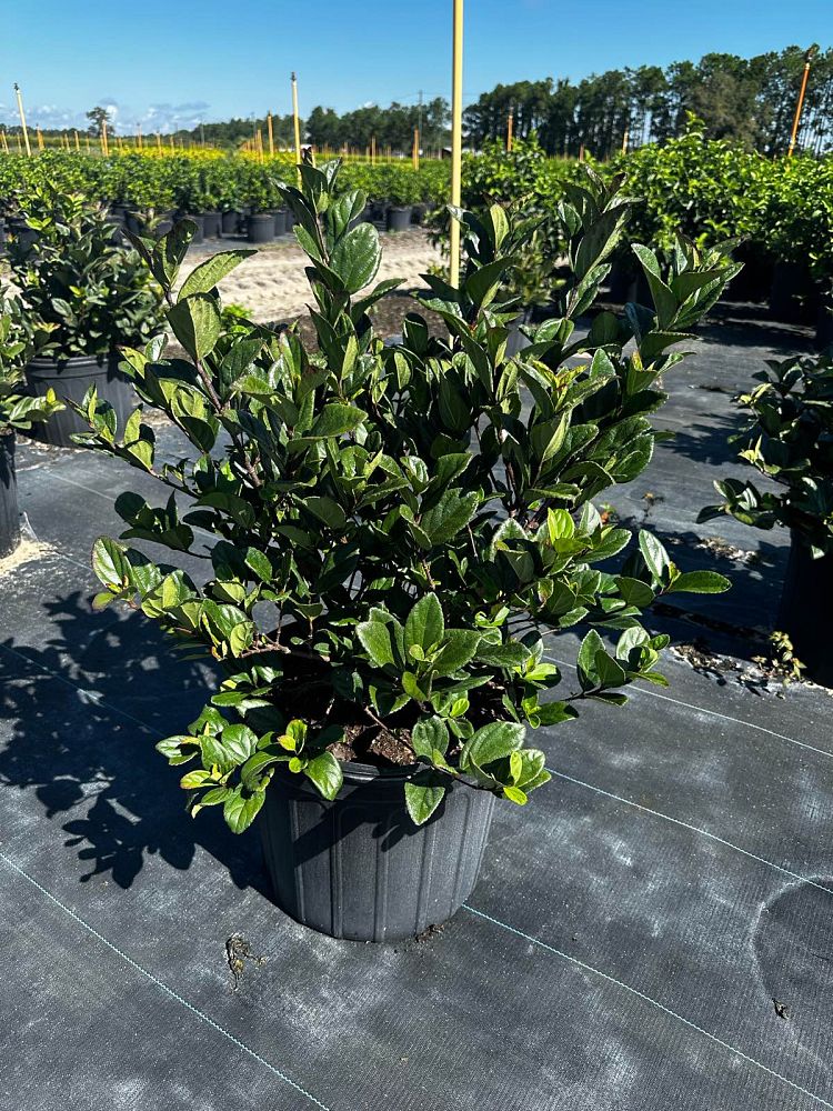 viburnum-suspensum-sandankwa-viburnum