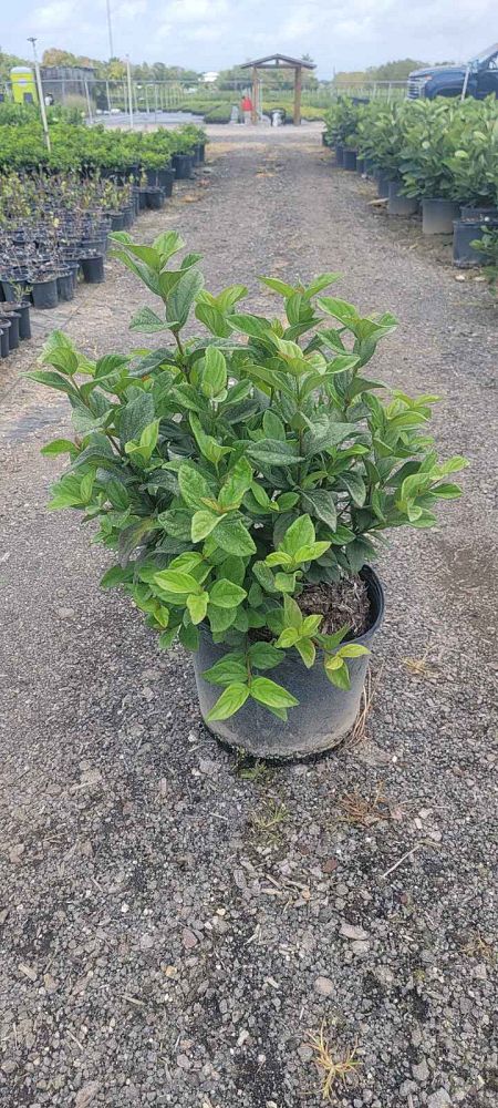 viburnum-suspensum-sandankwa-viburnum