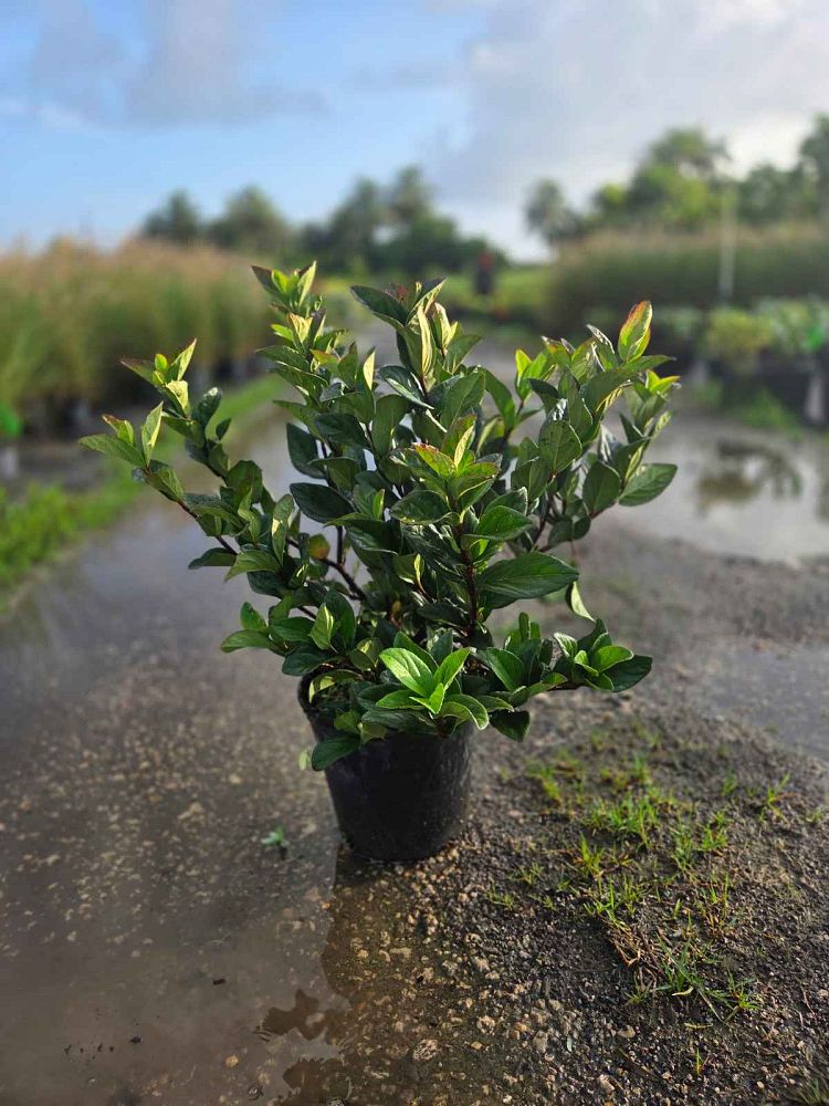 viburnum-suspensum-sandankwa-viburnum