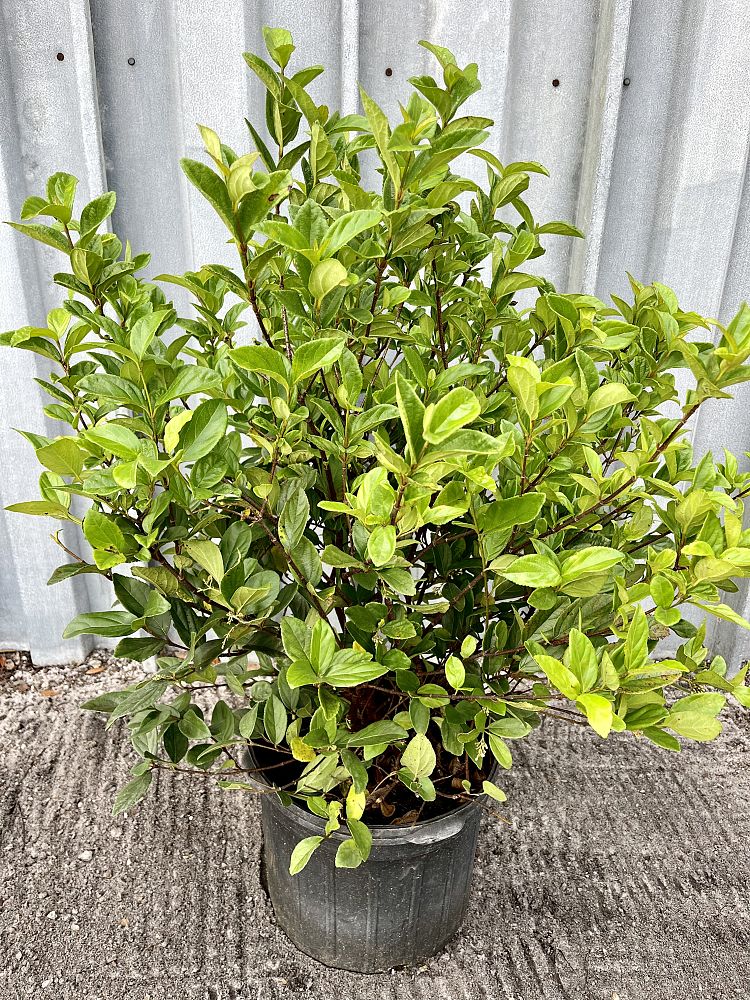 viburnum-suspensum-sandankwa-viburnum