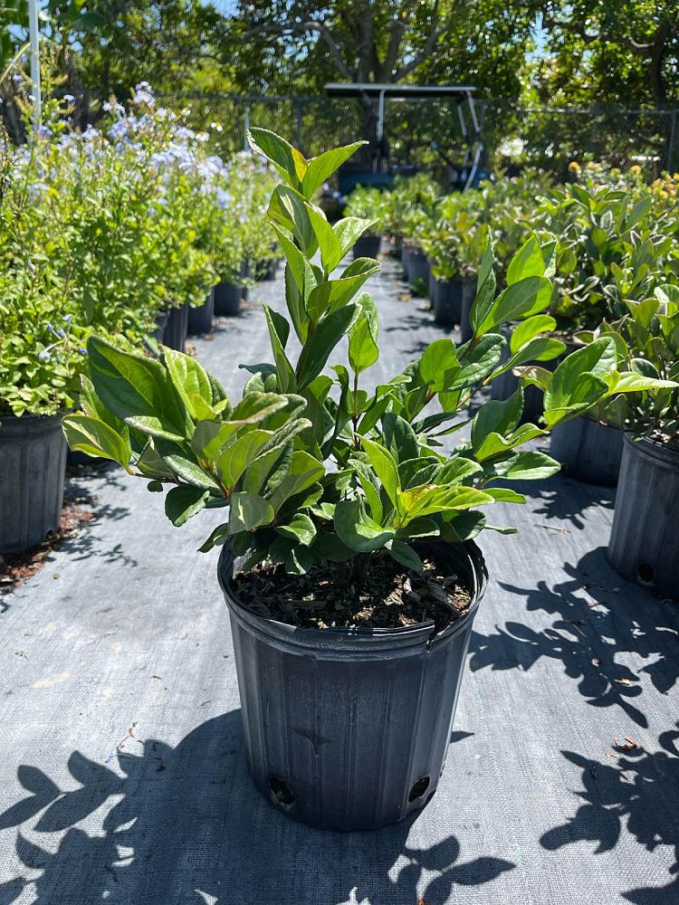 viburnum-suspensum-sandankwa-viburnum