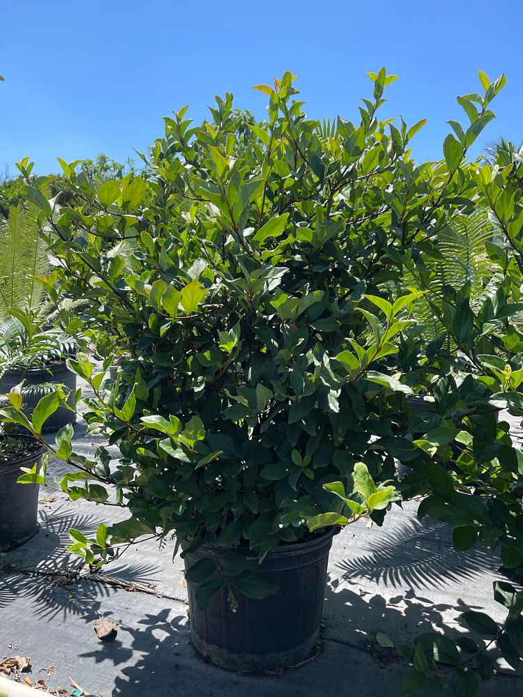 viburnum-suspensum-sandankwa-viburnum