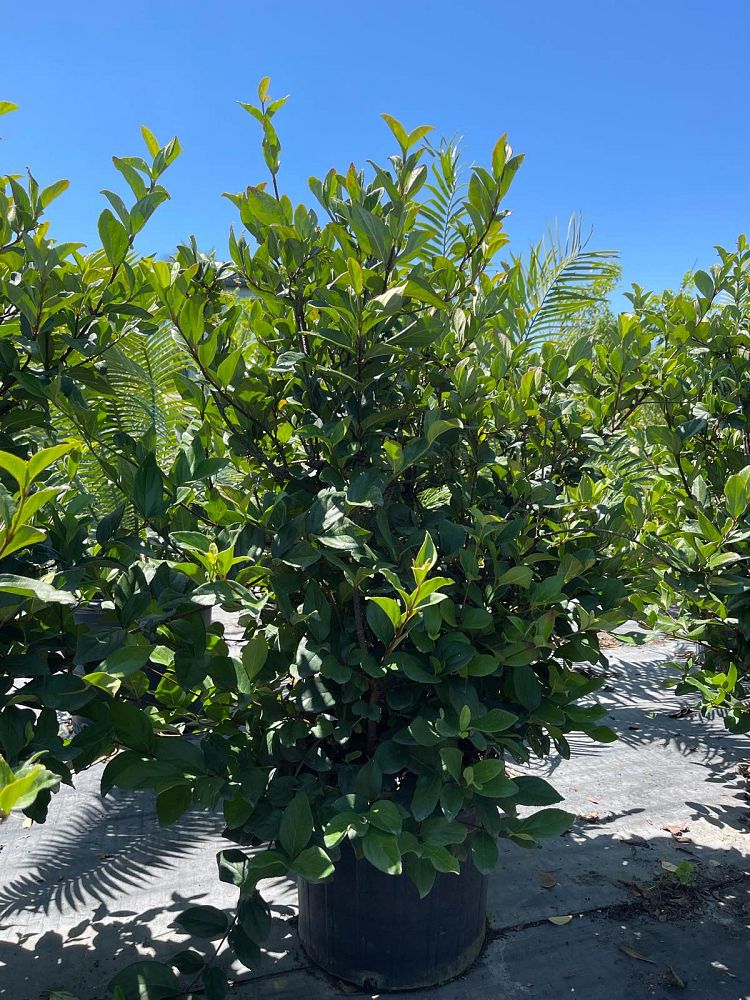 viburnum-suspensum-sandankwa-viburnum