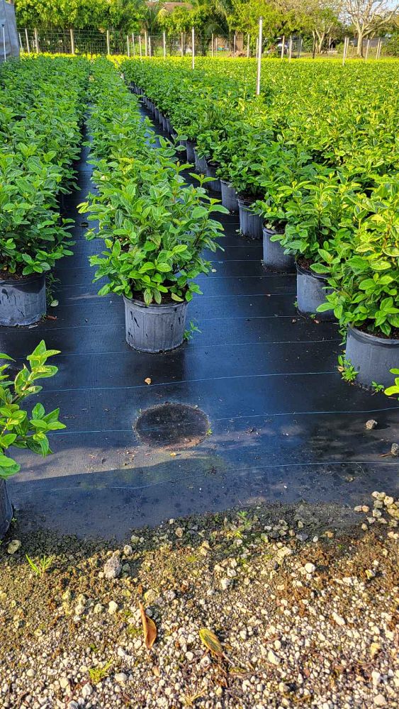 viburnum-suspensum-sandankwa-viburnum