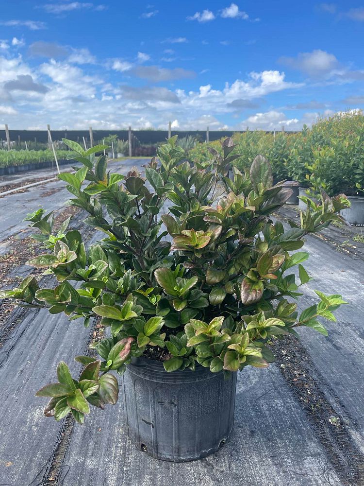 viburnum-suspensum-sandankwa-viburnum