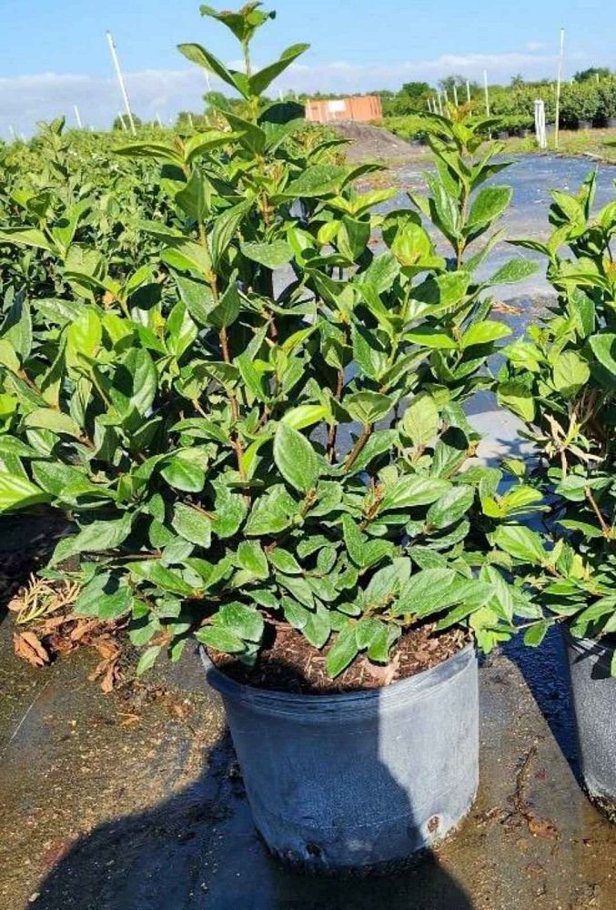 viburnum-suspensum-sandankwa-viburnum