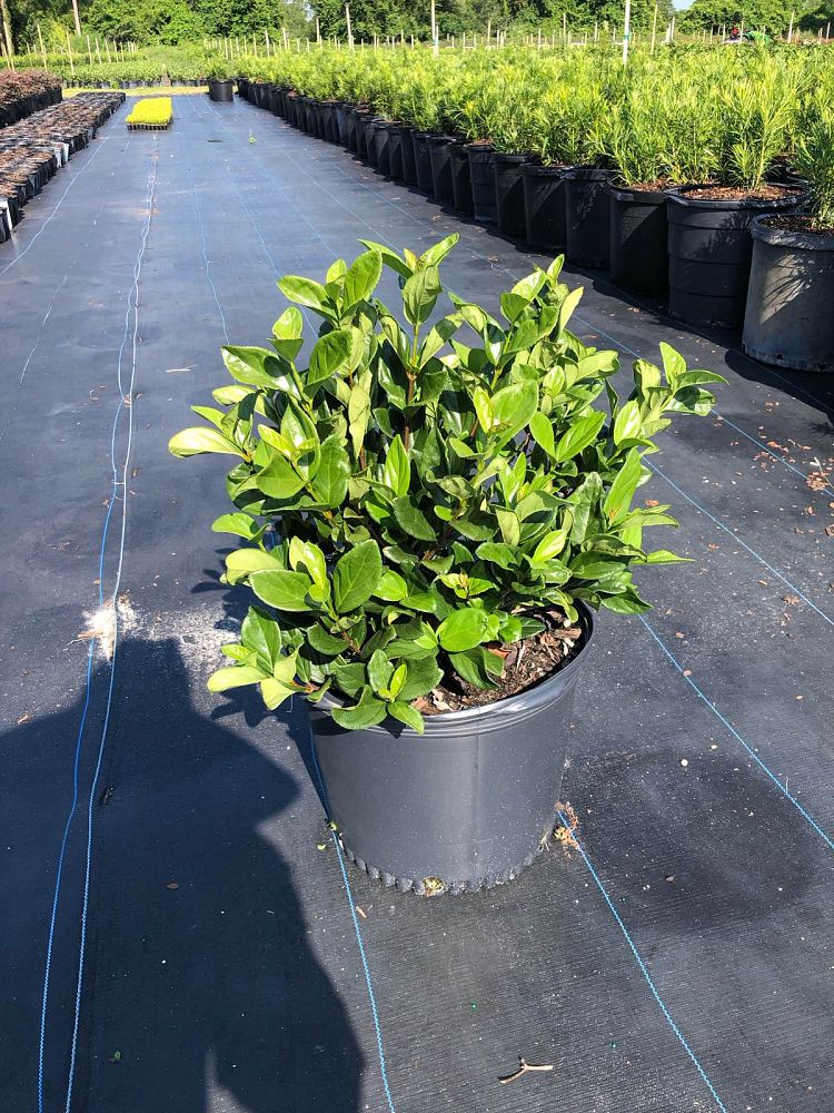 viburnum-suspensum-sandankwa-viburnum