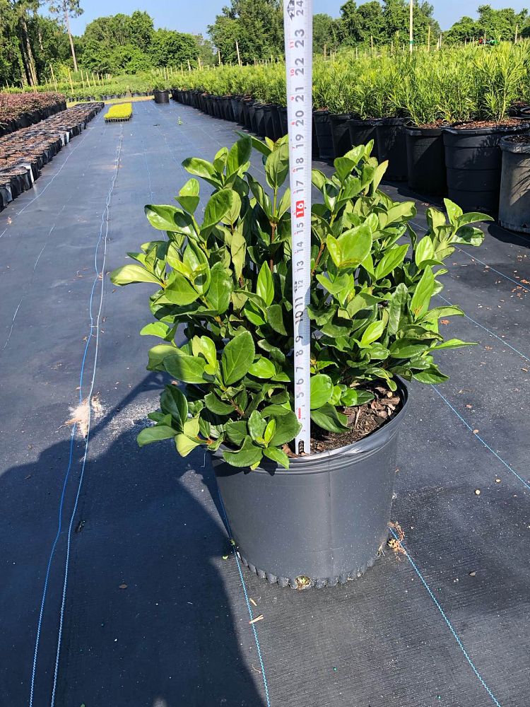 viburnum-suspensum-sandankwa-viburnum