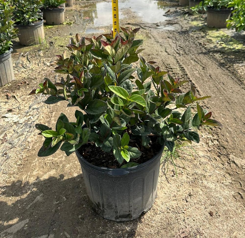 viburnum-suspensum-sandankwa-viburnum