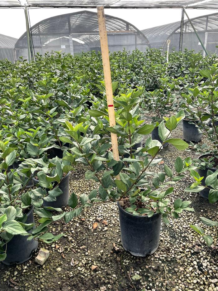 viburnum-suspensum-sandankwa-viburnum