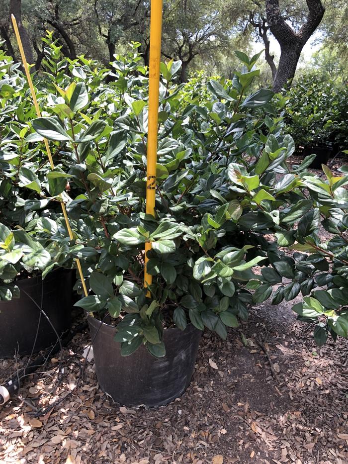 viburnum-suspensum-sandankwa-viburnum