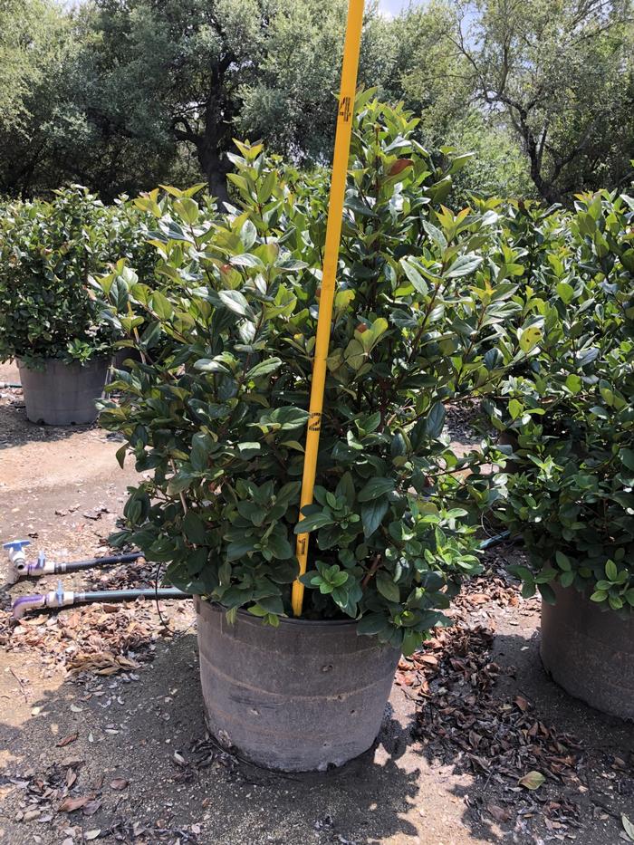 viburnum-suspensum-sandankwa-viburnum