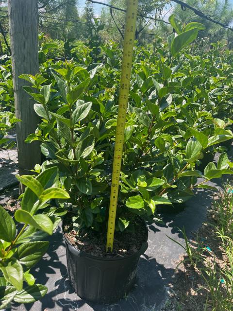 viburnum-suspensum-sandankwa-viburnum