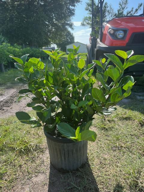viburnum-suspensum-sandankwa-viburnum