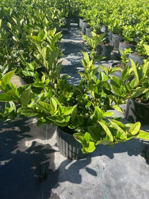 viburnum-suspensum-sandankwa-viburnum