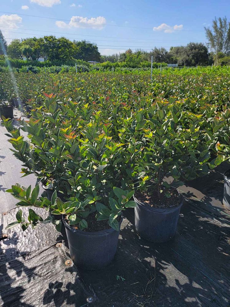 viburnum-suspensum-sandankwa-viburnum