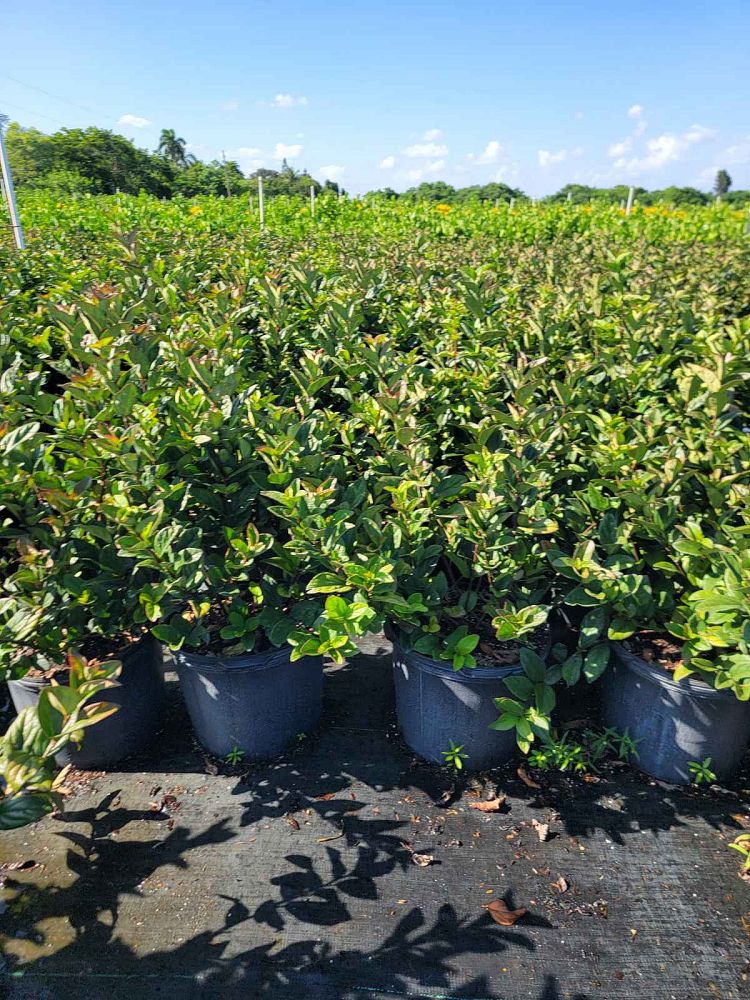 viburnum-suspensum-sandankwa-viburnum