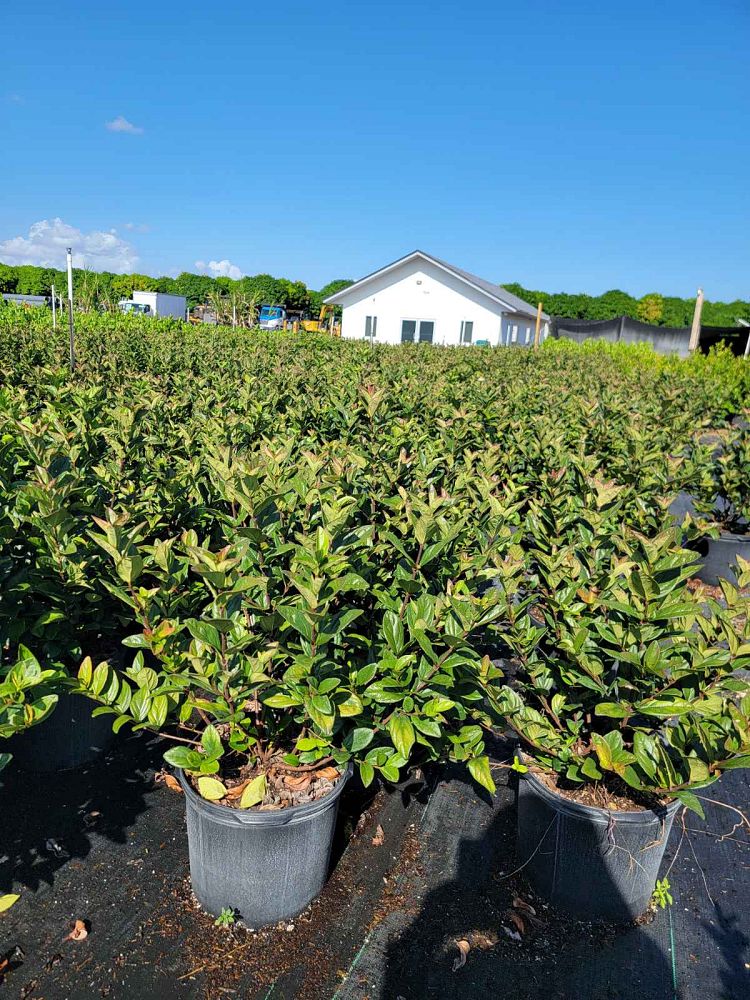 viburnum-suspensum-sandankwa-viburnum