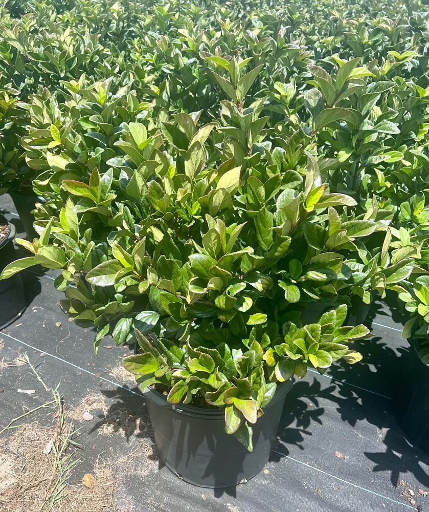 viburnum-suspensum-sandankwa-viburnum