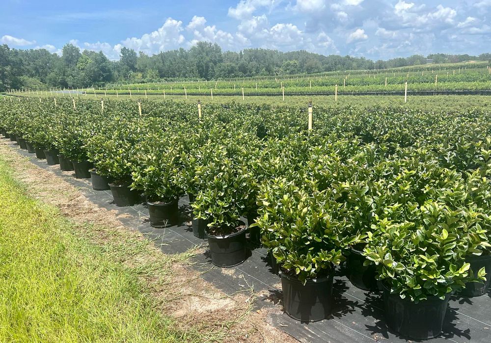 viburnum-suspensum-sandankwa-viburnum