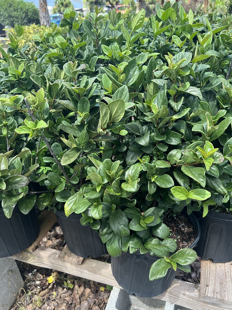 viburnum-suspensum-sandankwa-viburnum
