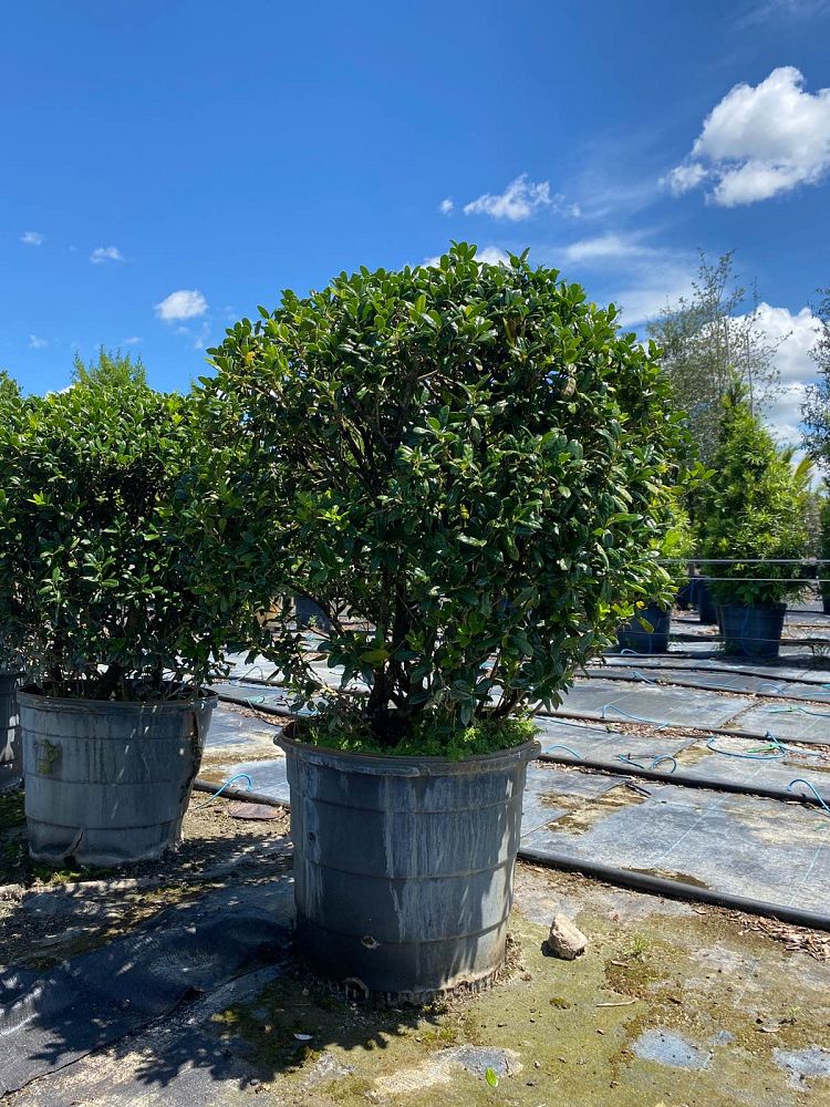 viburnum-suspensum-sandankwa-viburnum