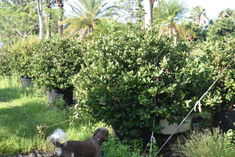 viburnum-suspensum-sandankwa-viburnum