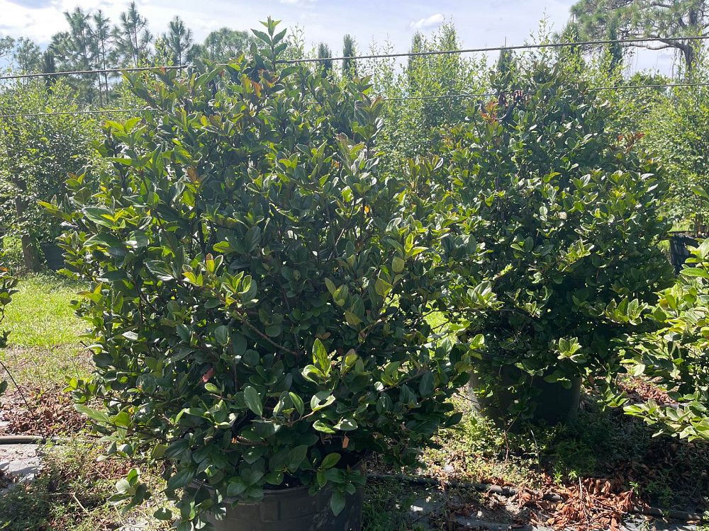 viburnum-suspensum-sandankwa-viburnum