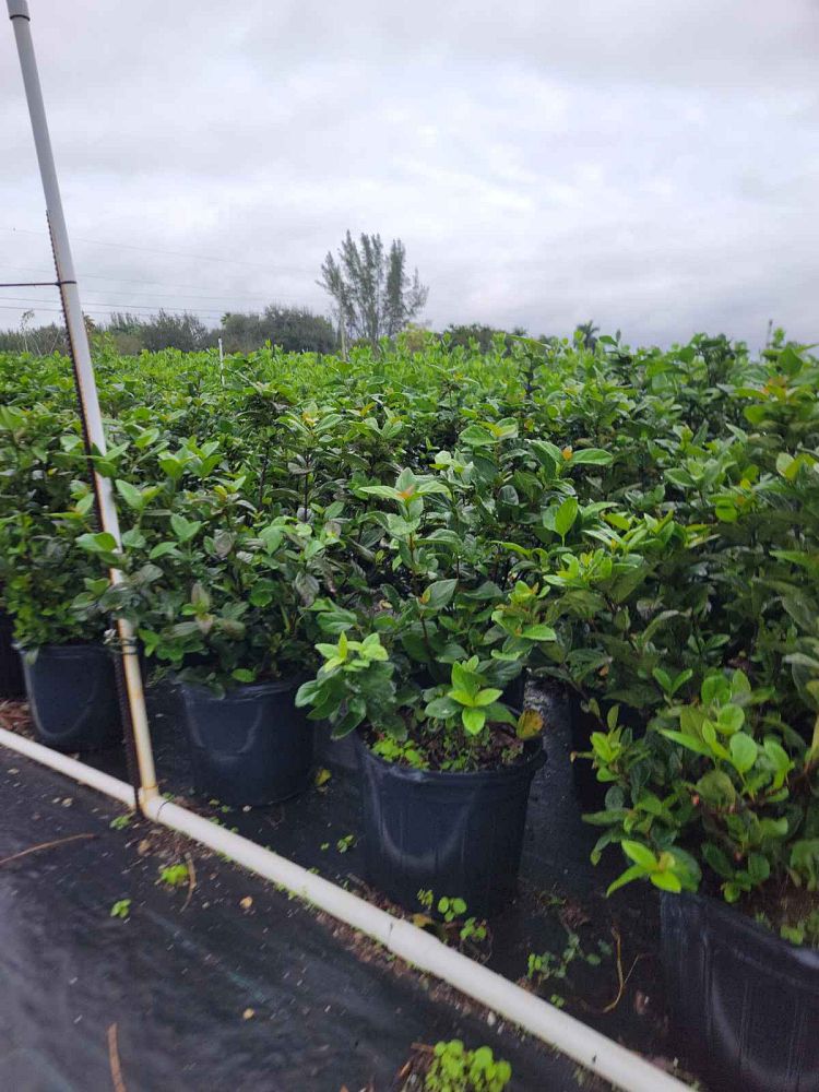 viburnum-suspensum-sandankwa-viburnum
