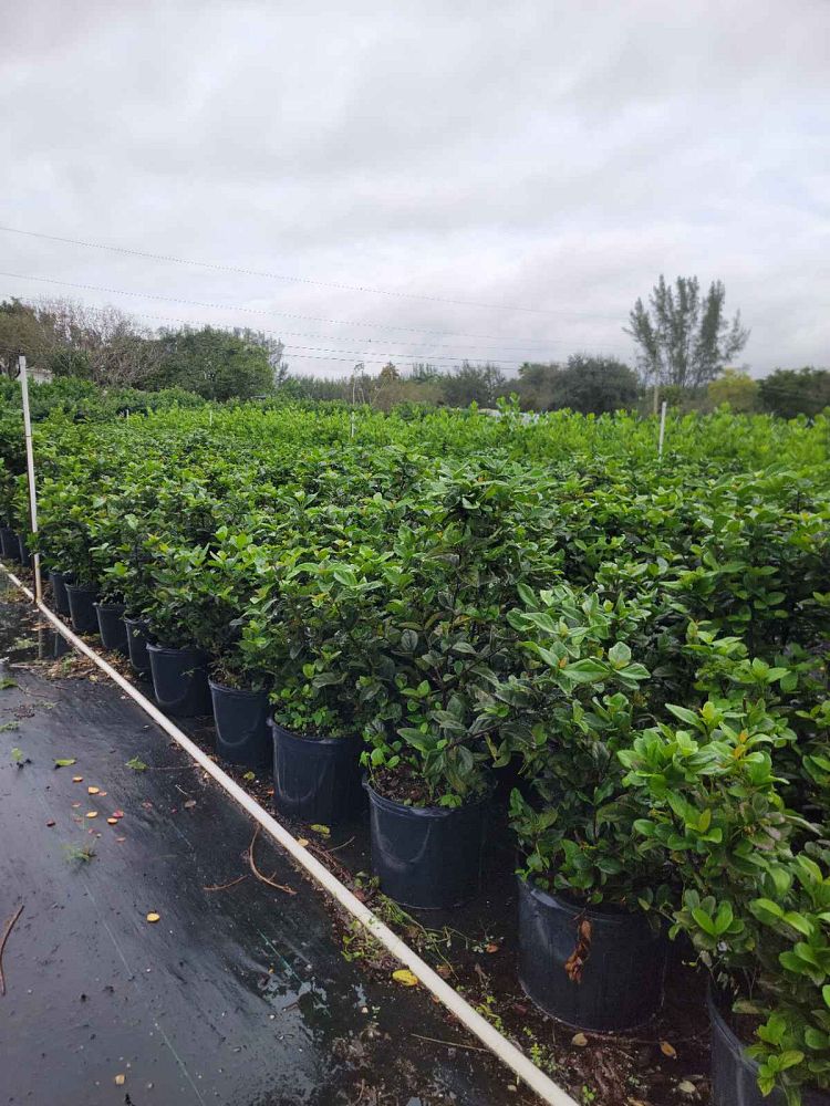 viburnum-suspensum-sandankwa-viburnum