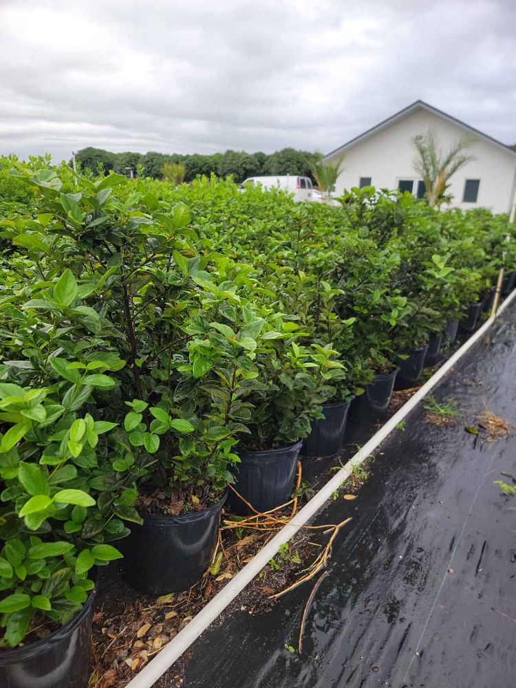 viburnum-suspensum-sandankwa-viburnum