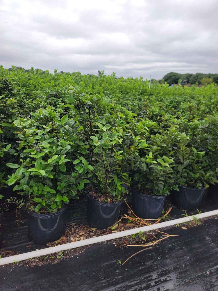 viburnum-suspensum-sandankwa-viburnum