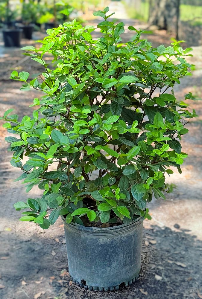 viburnum-suspensum-sandankwa-viburnum