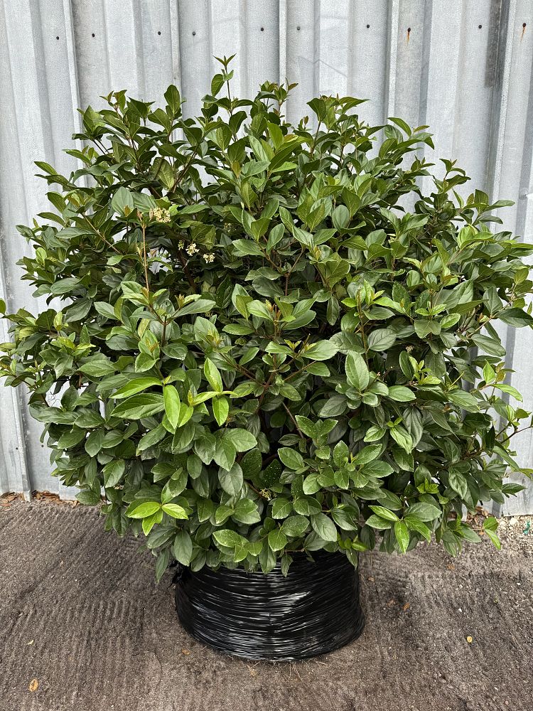 viburnum-suspensum-sandankwa-viburnum