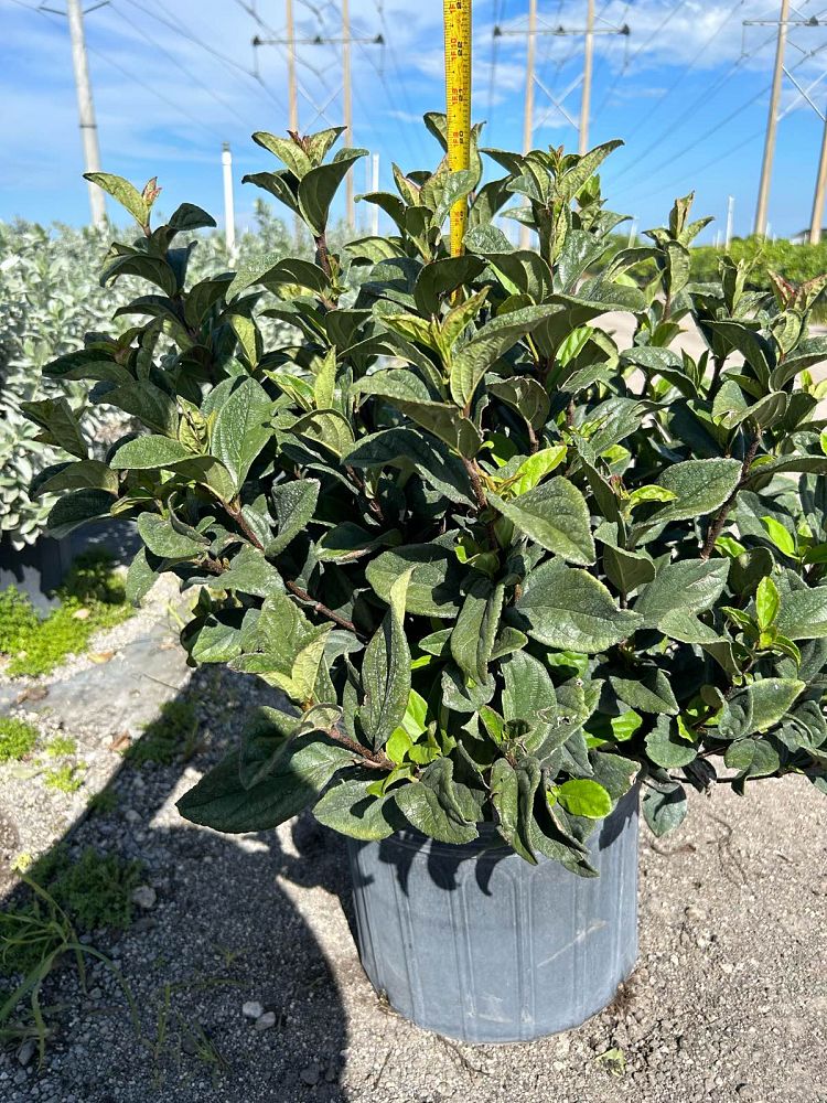 viburnum-suspensum-sandankwa-viburnum