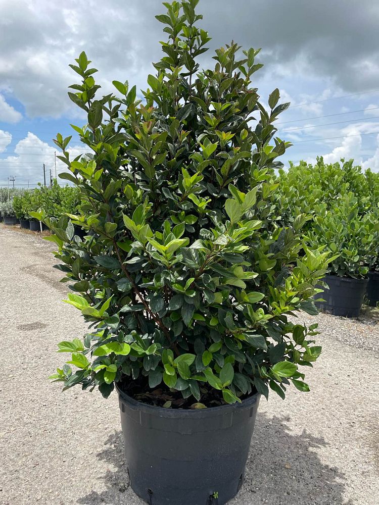 viburnum-suspensum-sandankwa-viburnum