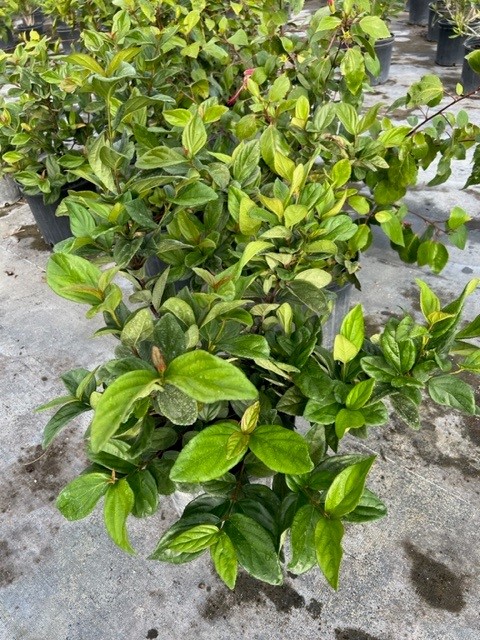 viburnum-suspensum-sandankwa-viburnum