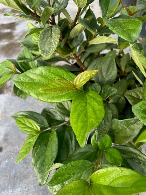 viburnum-suspensum-sandankwa-viburnum