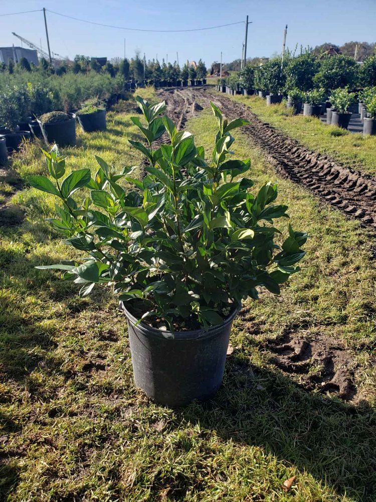viburnum-suspensum-sandankwa-viburnum