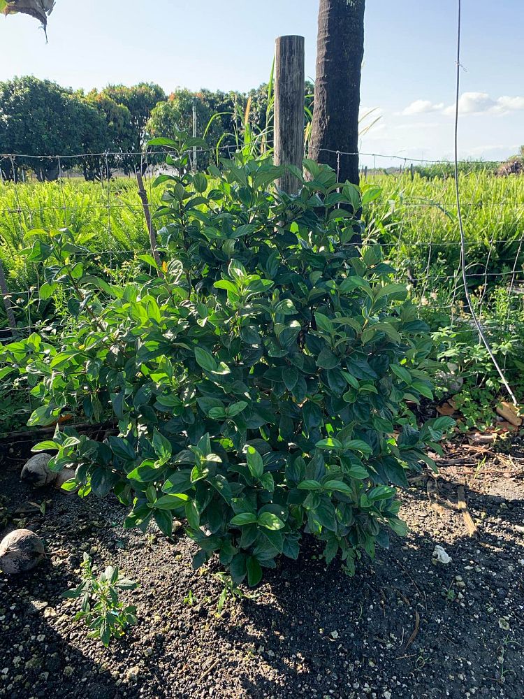 viburnum-suspensum-sandankwa-viburnum