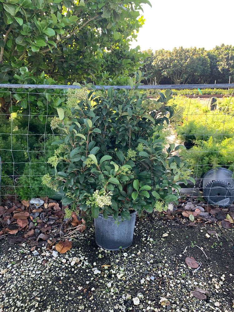 viburnum-suspensum-sandankwa-viburnum