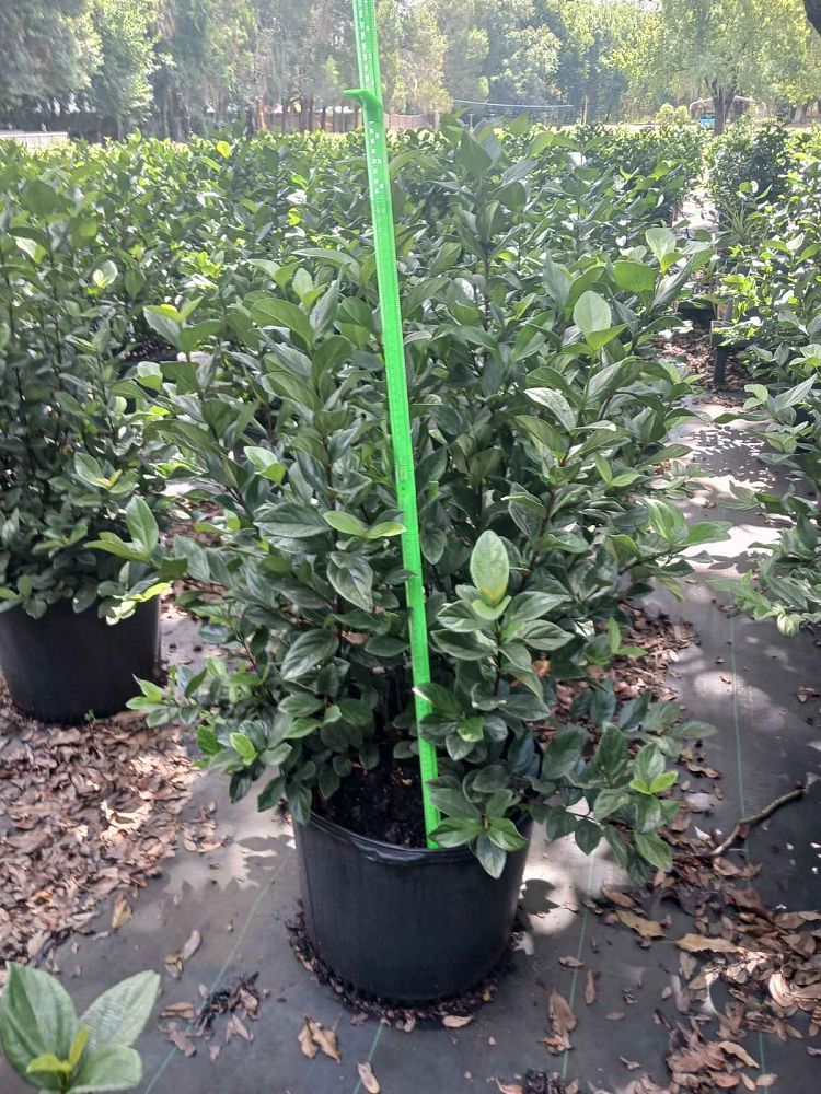 viburnum-suspensum-sandankwa-viburnum