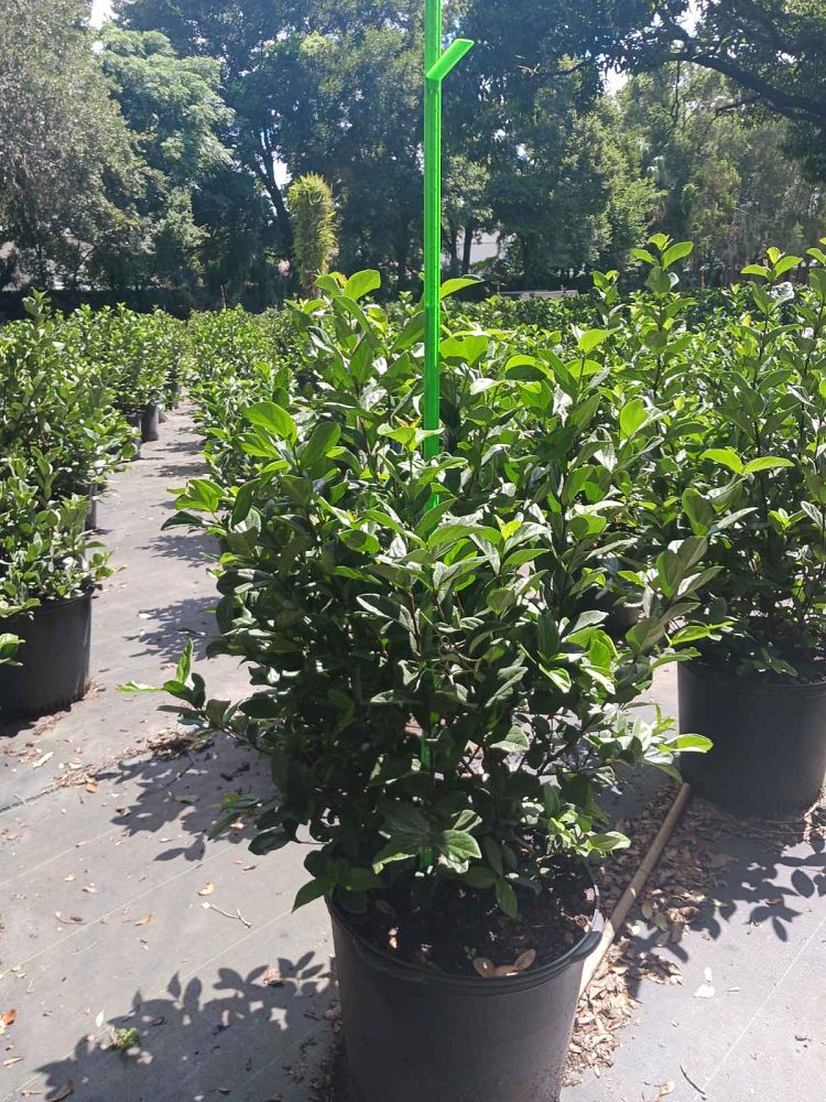 viburnum-suspensum-sandankwa-viburnum