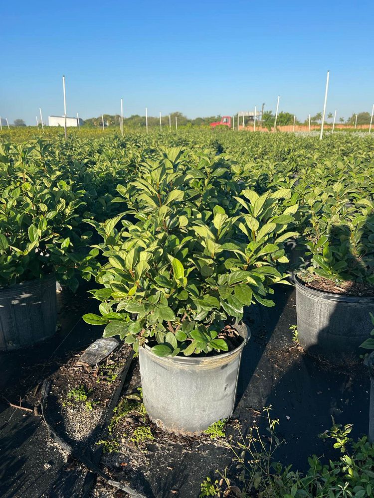 viburnum-suspensum-sandankwa-viburnum