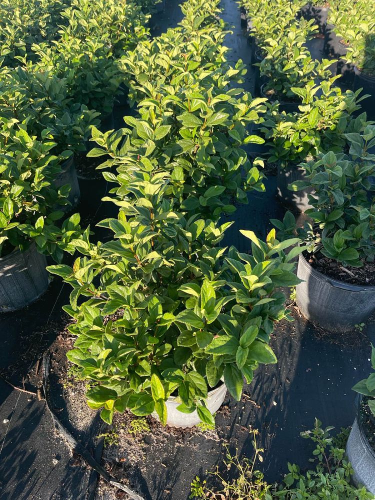 viburnum-suspensum-sandankwa-viburnum