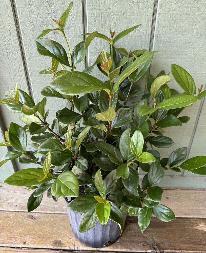 viburnum-suspensum-sandankwa-viburnum
