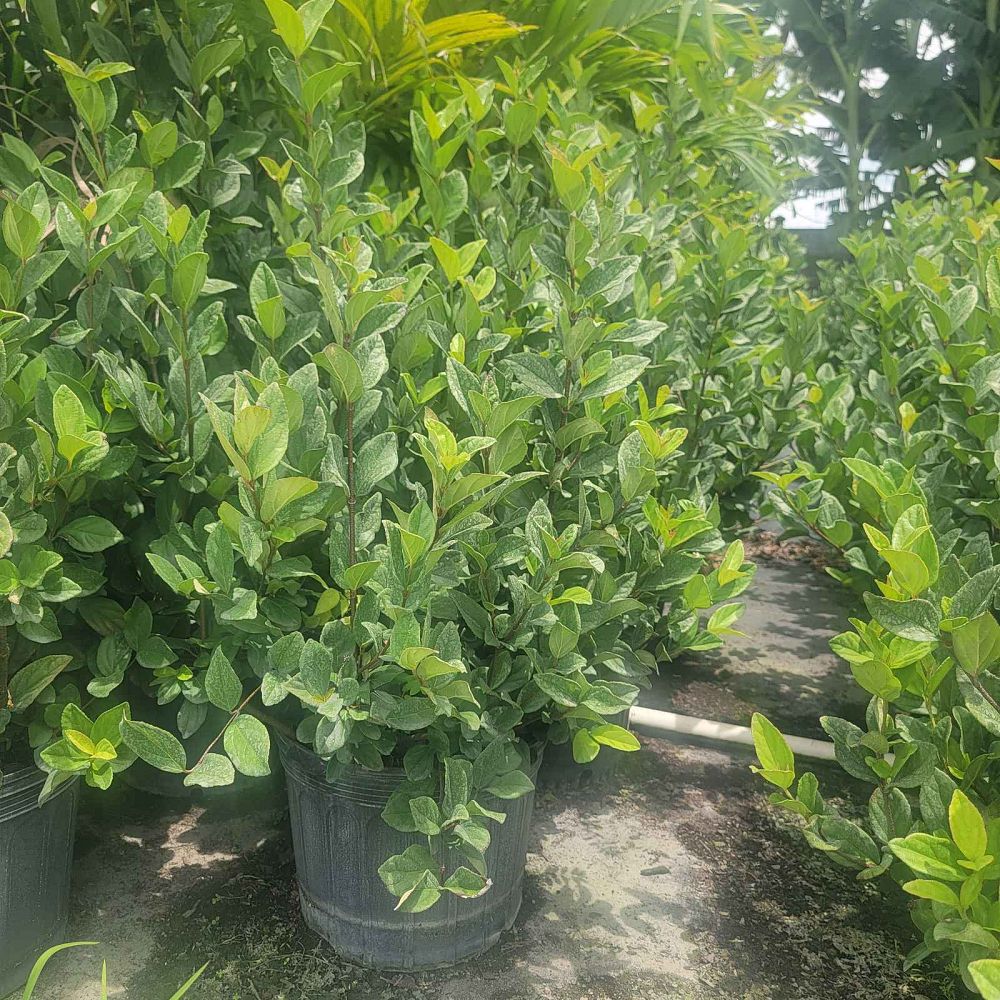 viburnum-suspensum-sandankwa-viburnum