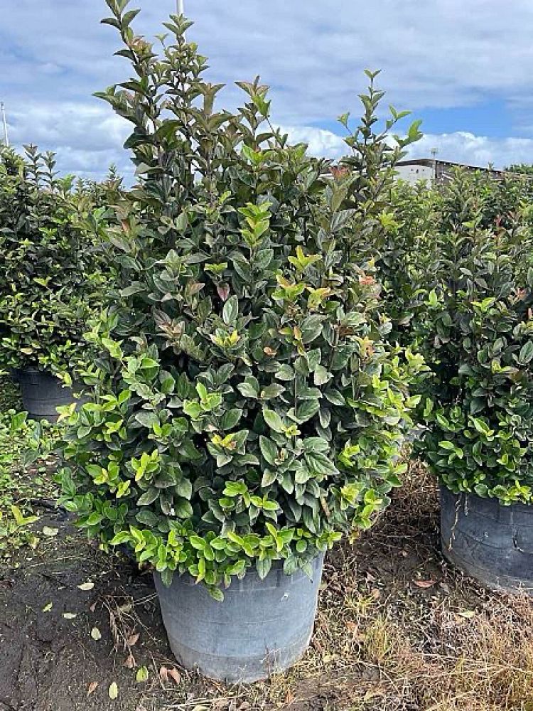 viburnum-suspensum-sandankwa-viburnum